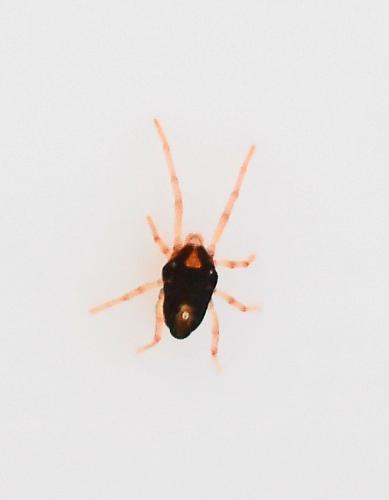 Penthaleus sp.